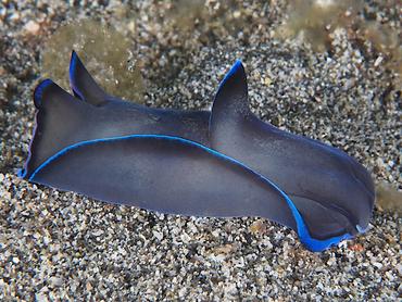 Gardiner's Headshield Slug - Tubulophilinopsis gardineri - Komodo, Indonesia