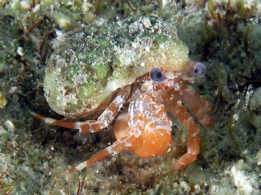 Ridgeclaw Hermit Crab - Phimochirus randalli - Turks and Caicos
