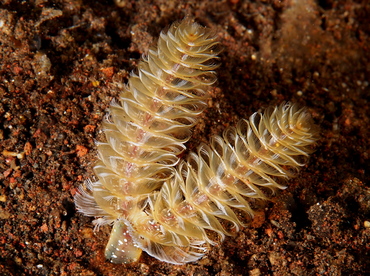 California Horseshoe Worm - Phoronopsis californica - Bali, Indonesia