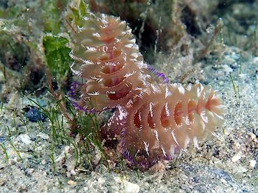 California Horseshoe Worm - Phoronopsis californica - Blue Heron Bridge, Florida