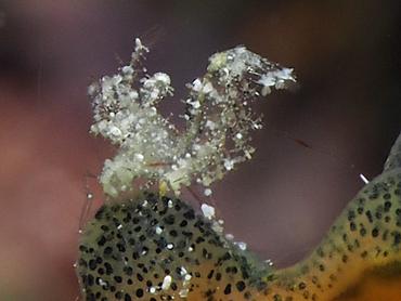 Hairy Shrimp - Phycocaris simulans - Komodo, Indonesia