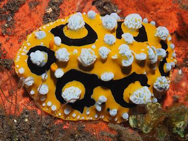 Ocellated Phyllidia - Phyllidia ocellata - Bali, Indonesia