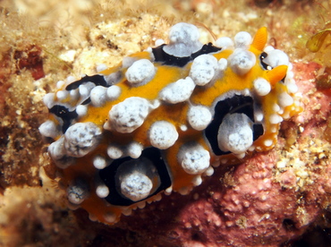 Ocellated Phyllidia - Phyllidia ocellata - Lembeh Strait, Indonesia