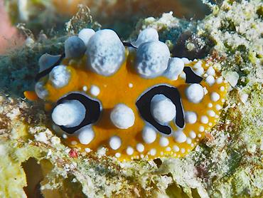 Ocellated Phyllidia - Phyllidia ocellata - Lombok, Indonesia