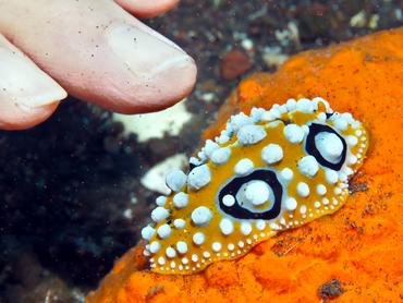 Ocellated Phyllidia - Phyllidia ocellata - Bali, Indonesia