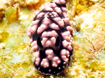 Pimpled Phyllidiella - Phyllidiella pustulosa - Yap, Micronesia
