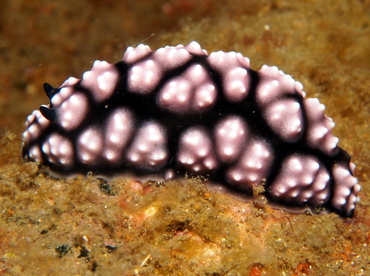 Pimpled Phyllidiella - Phyllidiella pustulosa - Lembeh Strait, Indonesia
