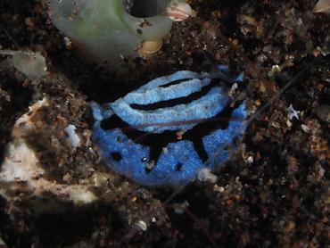 Anne's Phyllidiopsis - Phyllidiopsis annae - Bali, Indonesia