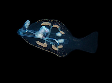 Pelagic Nudibranch - Phylliroe bucephalum - Palm Beach, Florida