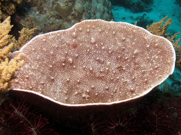 Fan Sponge - Phyllospongia lamellosa - Palau