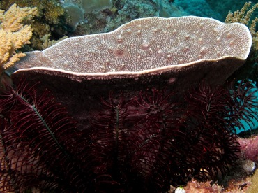 Fan Sponge - Phyllospongia lamellosa - Palau