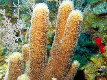 Pillar Coral - Dendrogyra cylindrus - Roatan, Honduras