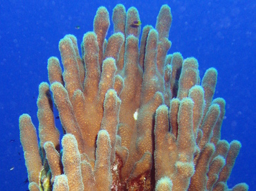 Pillar Coral - Dendrogyra cylindrus - Turks and Caicos