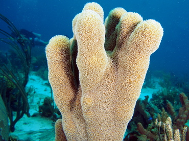 Pillar Coral - Dendrogyra cylindrus - The Exumas, Bahamas