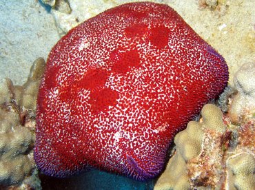 Pin Cushion Sea Star - Culcita novaeguineae - Big Island, Hawaii