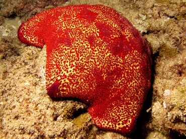 Pin Cushion Sea Star - Culcita novaeguineae - Maui, Hawaii