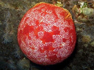Pin Cushion Sea Star - Culcita novaeguineae - Maui, Hawaii