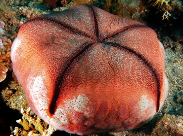 Pin Cushion Sea Star - Culcita novaeguineae - Bali, Indonesia