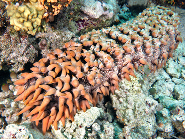 Pineapple Sea Cucumber - Thelenota ananas - Great Barrier Reef, Australia