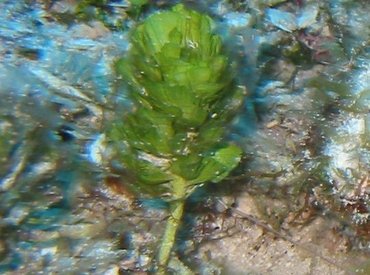 Pinecone Alga - Rhipocephalus phoenix - Key West, Florida
