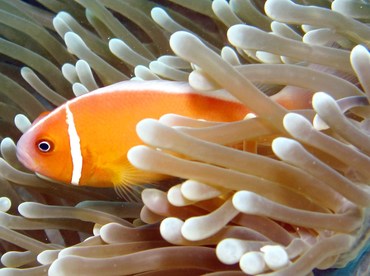 Pink Anemonefish - Amphiprion perideraion - Yap, Micronesia