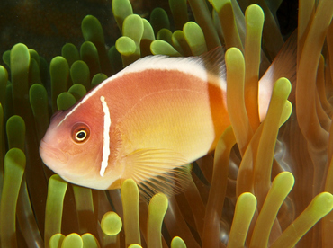 Pink Anemonefish - Amphiprion perideraion - Wakatobi, Indonesia