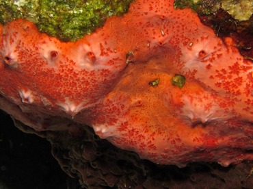 Pink and Red Encrusting Sponge - Spirastrella coccinea - Cozumel, Mexico