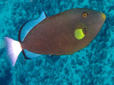 Pinktail Triggerfish - Melichthys vidua - Lanai, Hawaii
