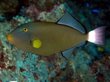 Pinktail Triggerfish - Melichthys vidua - Palau