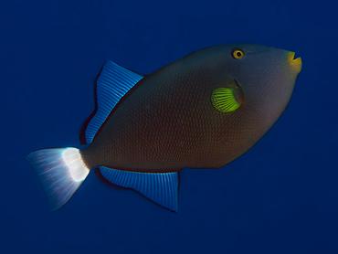 Pinktail Triggerfish - Melichthys vidua - Rangiroa, French Polynesia