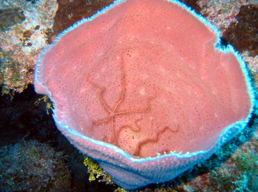 Pink Vase Sponge - Niphates digitalis - Little Cayman