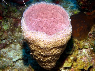 Pink Vase Sponge - Niphates digitalis - Grand Cayman