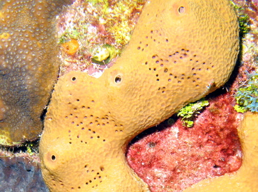 Pitted Sponge - Verongula rigida - Grand Cayman