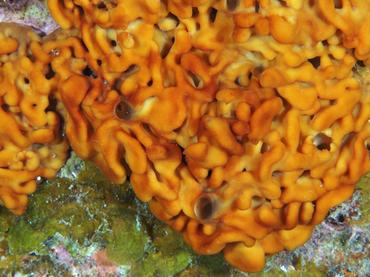 Plakina jamaicensis - Plakina jamaicensis - British Virgin Islands