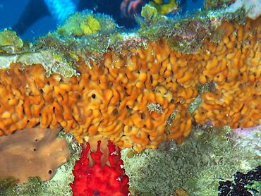 Plakina jamaicensis - Plakina jamaicensis - British Virgin Islands