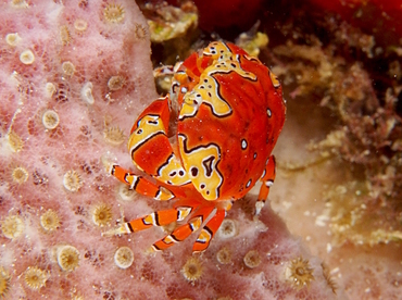 Gaudy Clown Crab - Platypodiella spectabilis - Cozumel, Mexico
