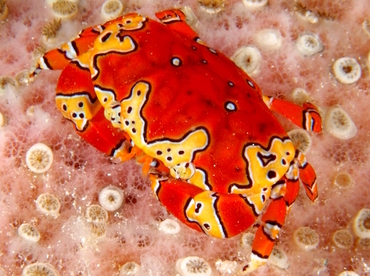 Gaudy Clown Crab - Platypodiella spectabilis - Cozumel, Mexico