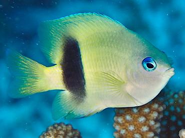 Johnston Damsel - Plectroglyphidodon johnstonianus - Rangiroa, French Polynesia