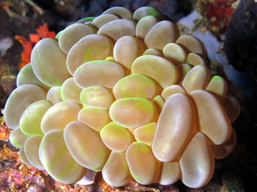 Bubble Coral - Plerogyra sinuosa - Dumaguete, Philippines