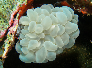 Bubble Coral - Plerogyra sinuosa - Wakatobi, Indonesia