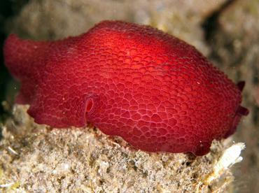 Peron's Pleurobranch - Pleurobranchus peronii - Bali, Indonesia