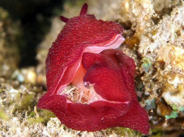 Peron's Pleurobranch - Pleurobranchus peronii - Bali, Indonesia