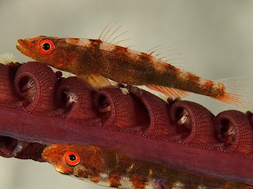 Many-Host Ghostgoby - Pleurosicya mossambica - Wakatobi, Indonesia