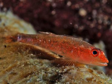 Many-Host Ghostgoby - Pleurosicya mossambica - Bali, Indonesia