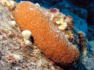 Plump Sea Cucumber - Actinopyga obesa - Big Island, Hawaii