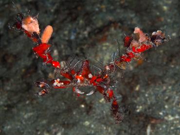 Podochela spp. - Podochela spp. - Blue Heron Bridge, Florida
