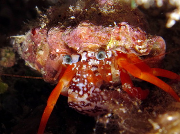 Polkadotted Hermit Crab - Phimochirus operculatus - Cozumel, Mexico