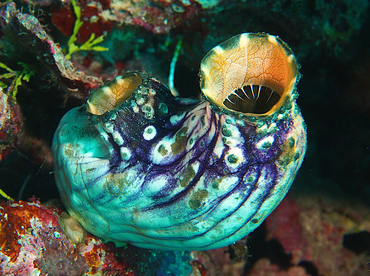 Ink-Spot Sea Squirt - Polycarpa aurata - Wakatobi, Indonesia