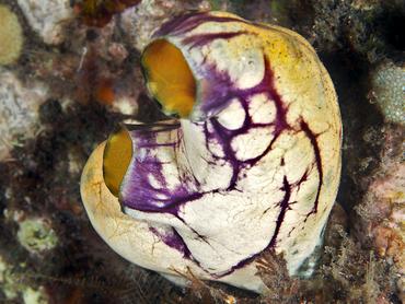 Ink-Spot Sea Squirt - Polycarpa aurata - Bali, Indonesia