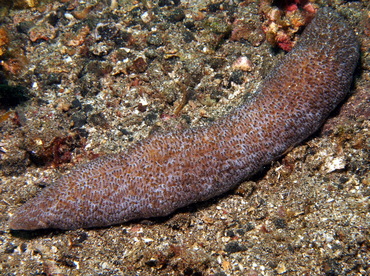 Polyphyllia talpina - Polyphyllia talpina - Lembeh Strait, Indonesia